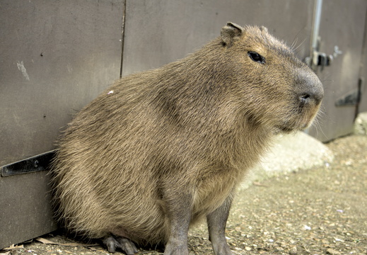 Amazon World Capybara stare