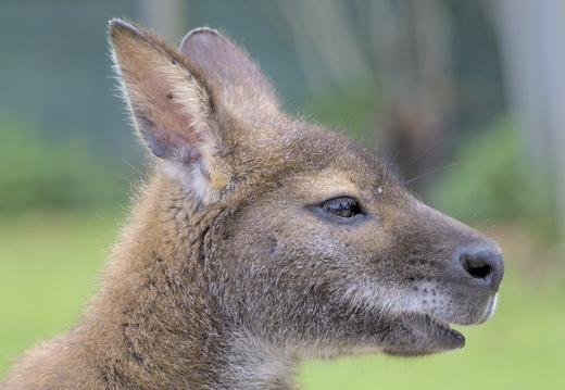 Cute Kangaroo