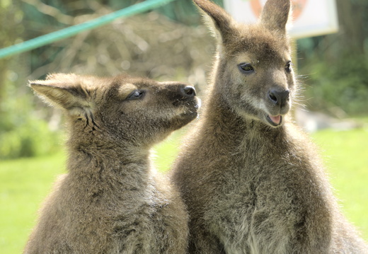 Cute Kangaroos telling stories