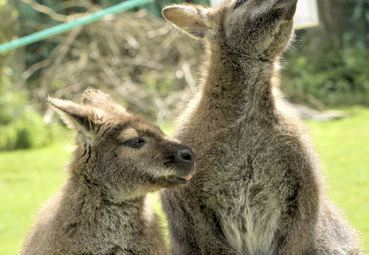 Cute Kangaroos don't care