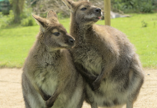Cute Kangaroos b eing buddies