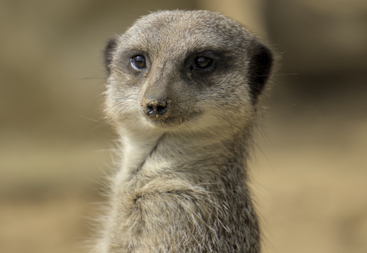 MeerKats at Amazon World Isle of Wight 4