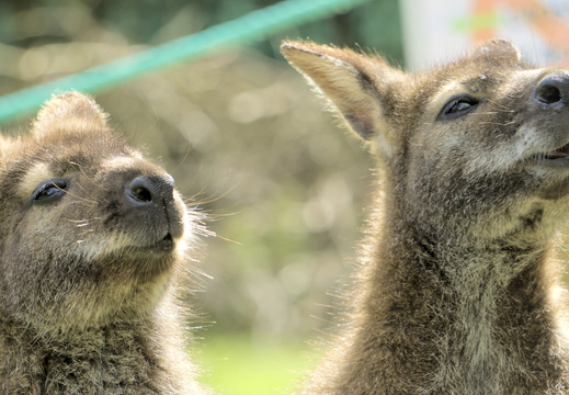 Cute Kangeroos chatting