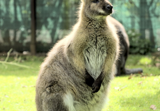 Cute Kangeroos 1