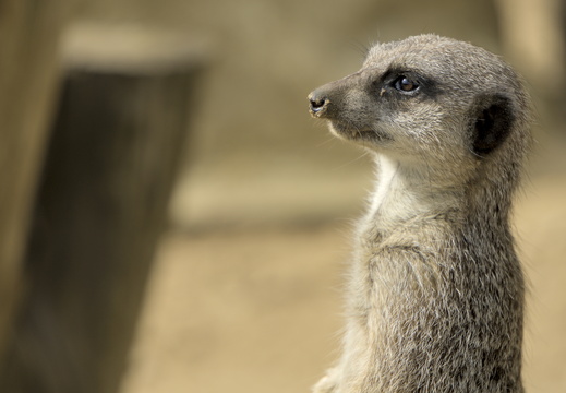 MeerKats at Amazon World Isle of Wight 3