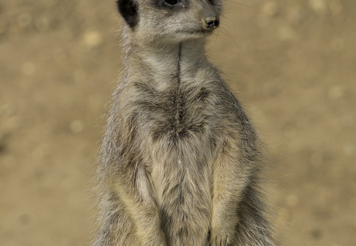 MeerKats at Amazon World Isle of Wight 2