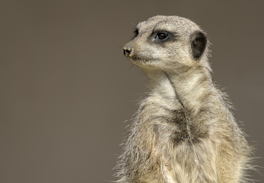 MeerKats at Amazon World Isle of Wight 1