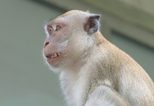 Showing my teeth