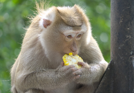 Chowing down