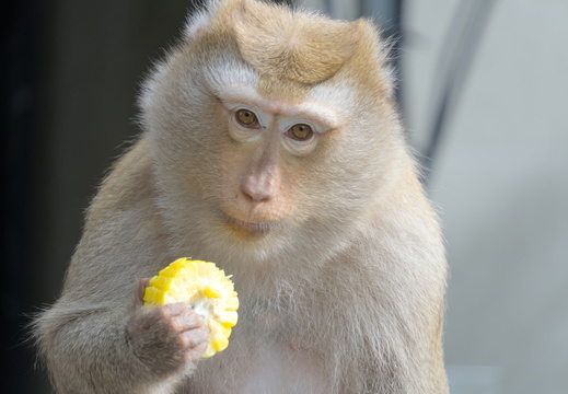 Look at me eating the corn
