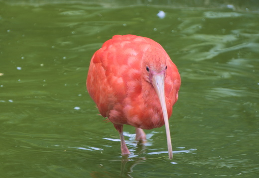Pecking about in Amazon World