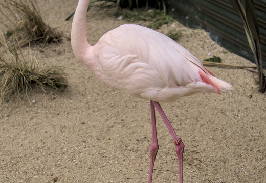 Flamingos at Amazon World on the Isle of Wight