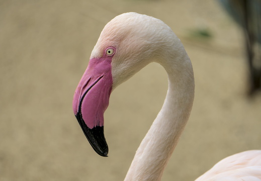 Flamingos at Amazon World on the Isle of Wight
