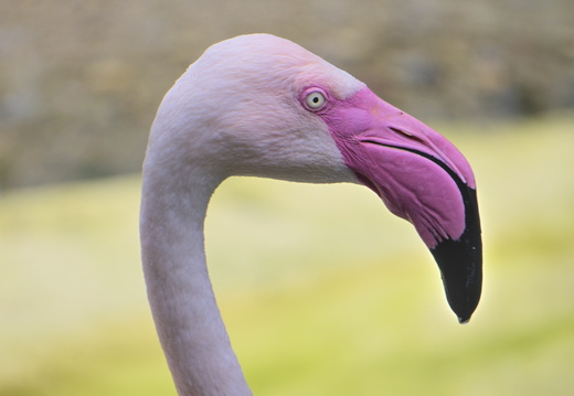 Flamingos at Amazon World on the Isle of Wight