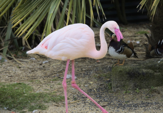 Flamingos at Amazon World on the Isle of Wight