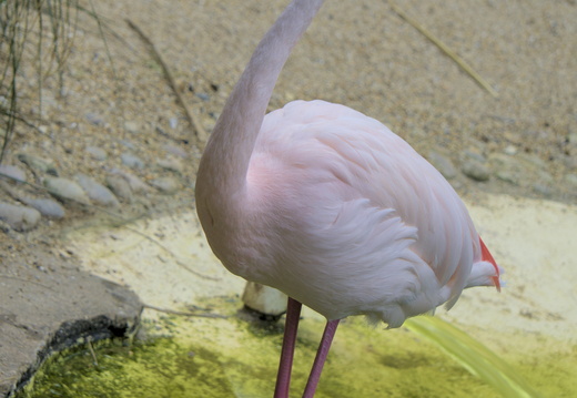 Flamingos at Amazon World on the Isle of Wight