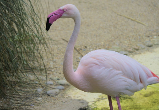 Flamingos at Amazon World on the Isle of Wight
