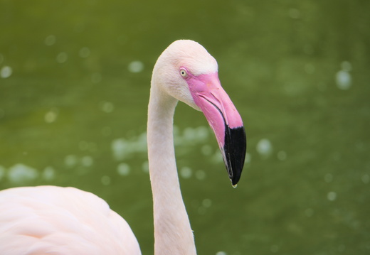 Flamingos at Amazon World on the Isle of Wight