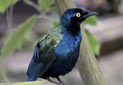 Purple Glossy Starling 5