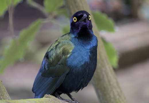 Purple Glossy Starling 6