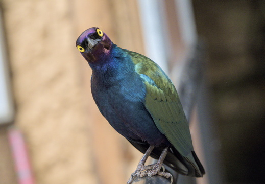 Purple Glossy Starling 2
