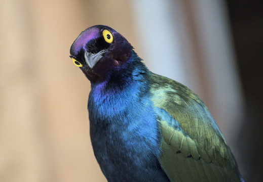 Purple Glossy Starling