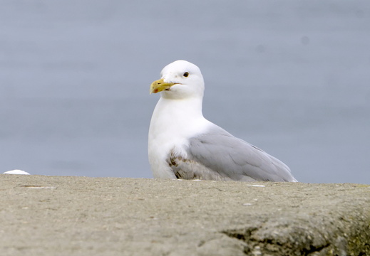 Hiding bird