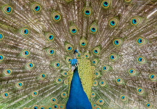 Proud peacock