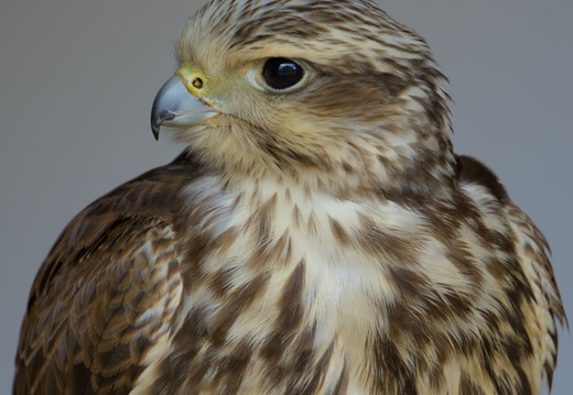 Beaky