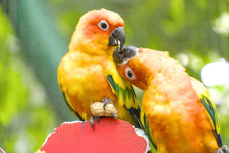 birds32.jpg