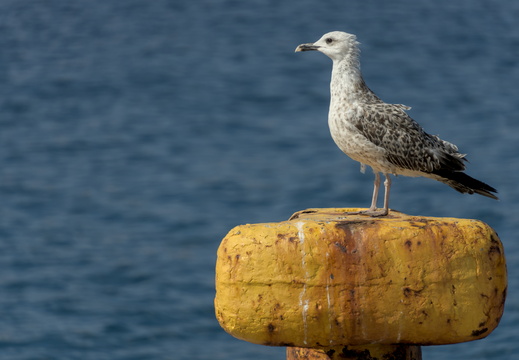 Perched