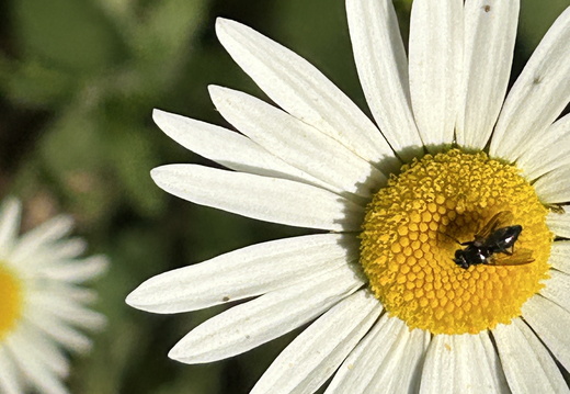Bees and Wasps