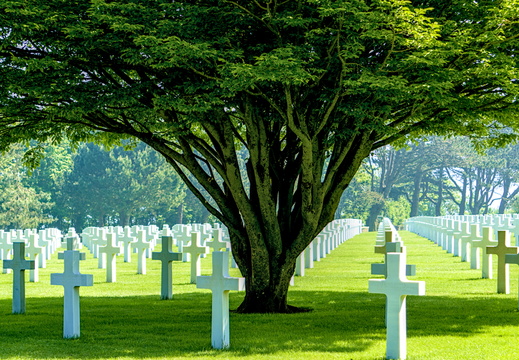 A tree of peace