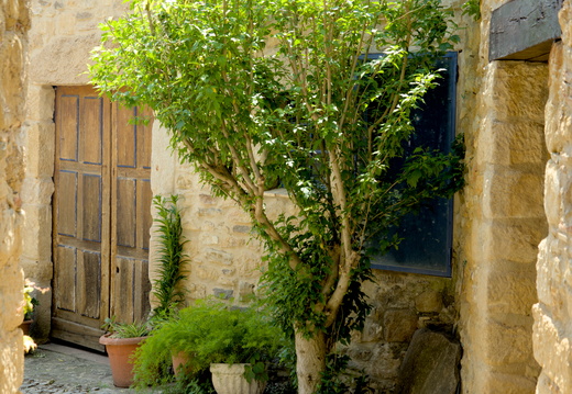 A shady tree next door