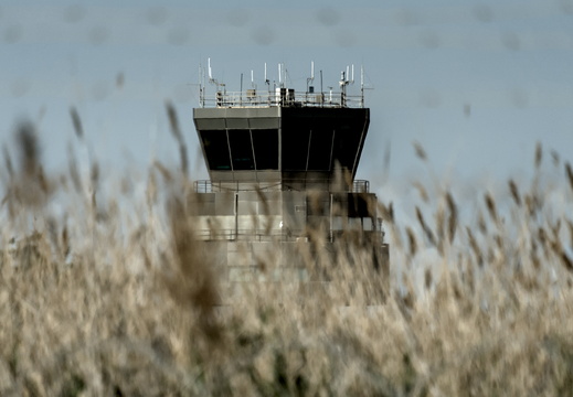 Stalking in the reeds
