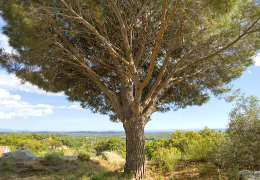 A Fine Tree