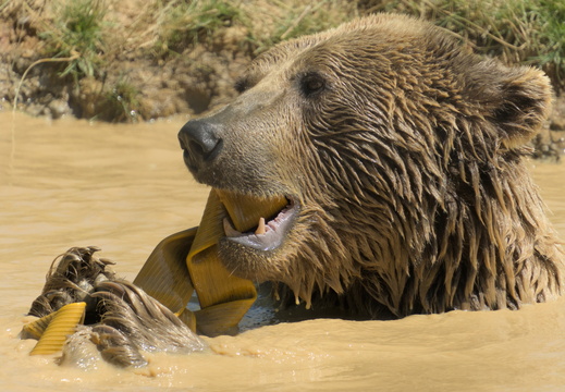 Bear in water