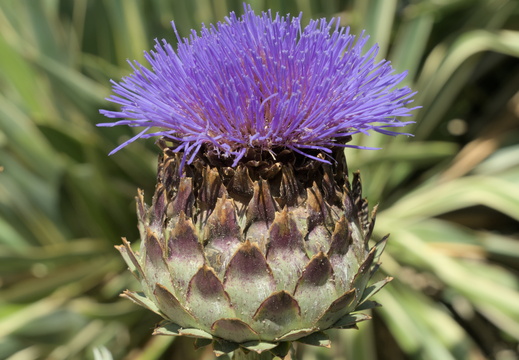 A fine fat thistle