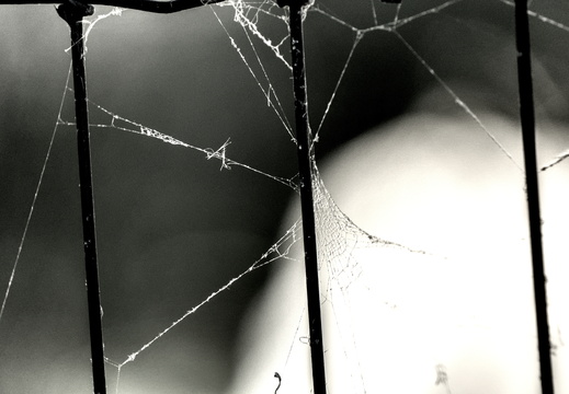 Not quite caught in the web