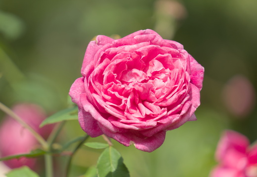 Just a pink rose
