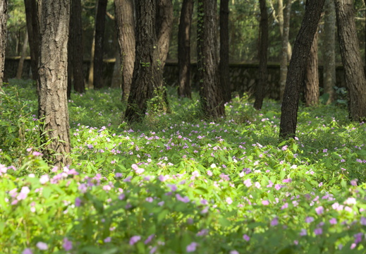 A dappled wood