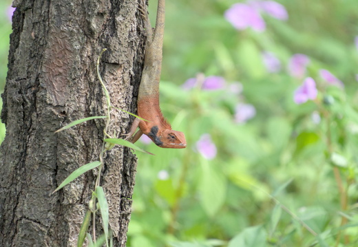 Oriental Garden Lizard