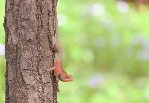 Tall tree long tail