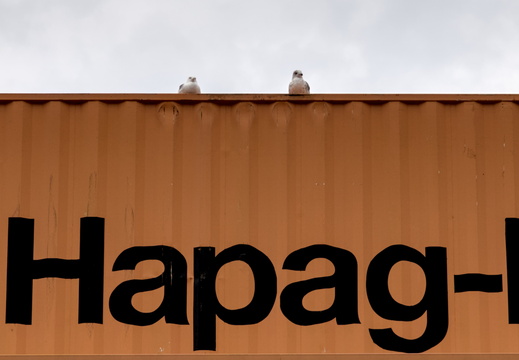 Contained seagulls