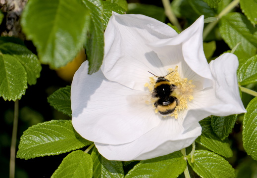 Bee at work