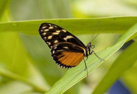 Butterflies