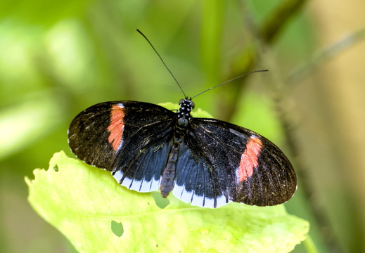 Delicate orange