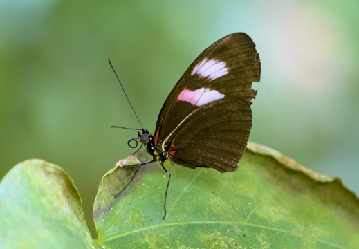 Dancing on a leaf