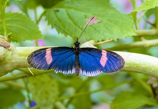 Wide blue