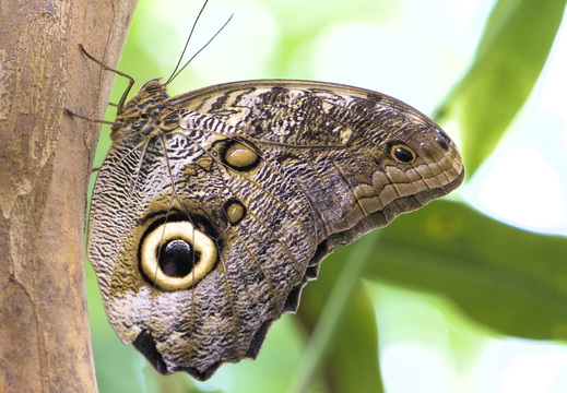 Handsome eyes